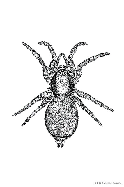 Opopaea sp. "Banded Carapace" • © Michael Roberts • All Rights Reserved ♀ Adult Habitus Dorsal