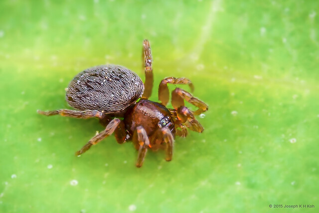 Opopaea sp. "Four-spined" • © Joseph K H Koh • All Rights Reserved ♀ Adult Habitus Dorsal