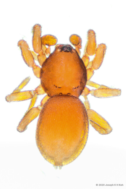 Opopaea sp. "Notched" • © Joseph K H Koh • All Rights Reserved ♂ Adult Habitus Dorsal