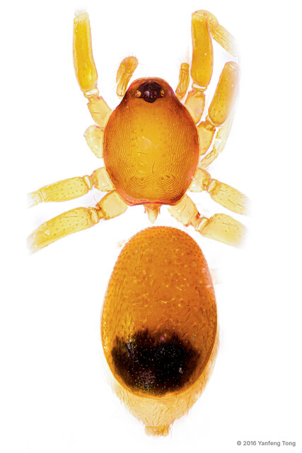 Opopaea apicalis • © Yanfeng Tong • All Rights Reserved ♀ Adult Habitus Dorsal