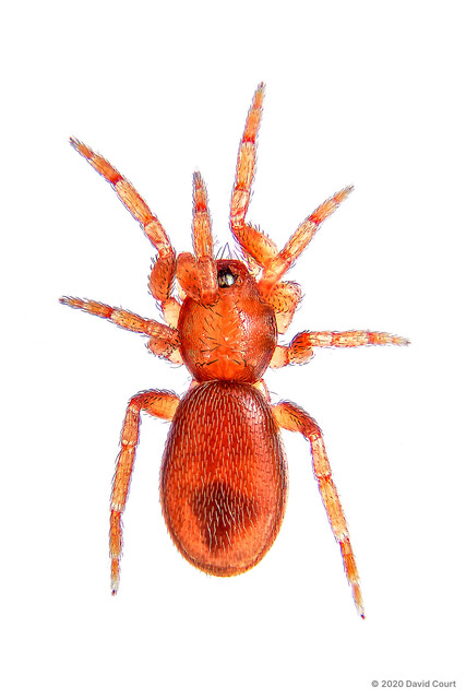 Opopaea deserticola • © David Court • All Rights Reserved ♀ Adult Habitus Dorsal
