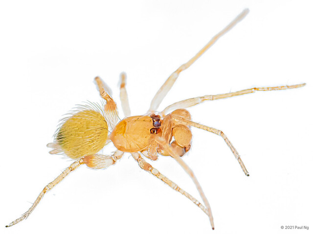 Orchestina sp. "Singapore Leaping" • © Paul Ng • All Rights Reserved ♀ Adult Habitus Dorsal