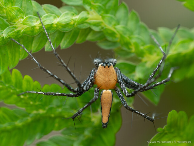 Hamadruas severa • © Marcsmacro • All Rights Reserved ♂ Adult Habitus Dorsal