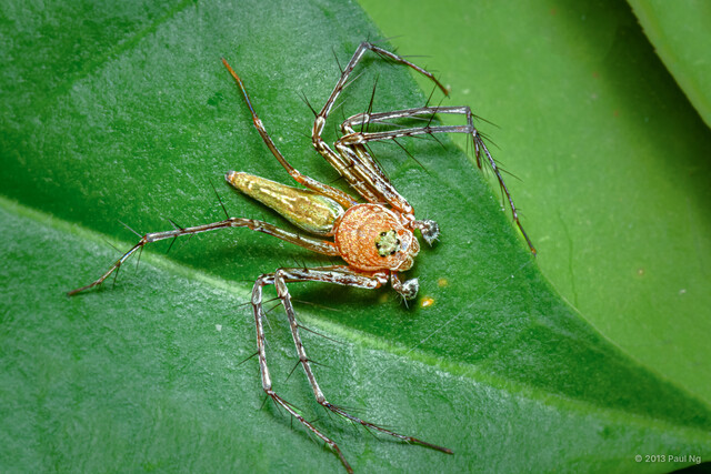 Hamadruas sp. "Green Fairy" • © Paul Ng • All Rights Reserved ♂ Adult Habitus Dorsal