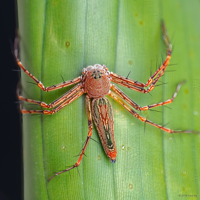 Hamadruas sp. "Jogjakarta Batik" • © Paul Ng • All Rights Reserved ♀ Adult Habitus Dorsal