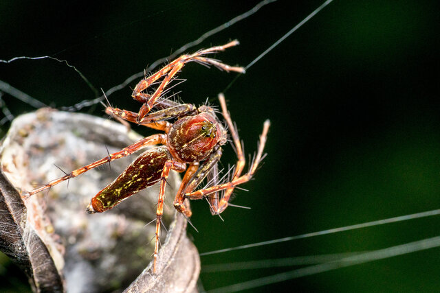 Hamadruas sp. "Maroon Fairy" • © Nicky Bay • All Rights Reserved ♀ Adult Habitus Dorsal
