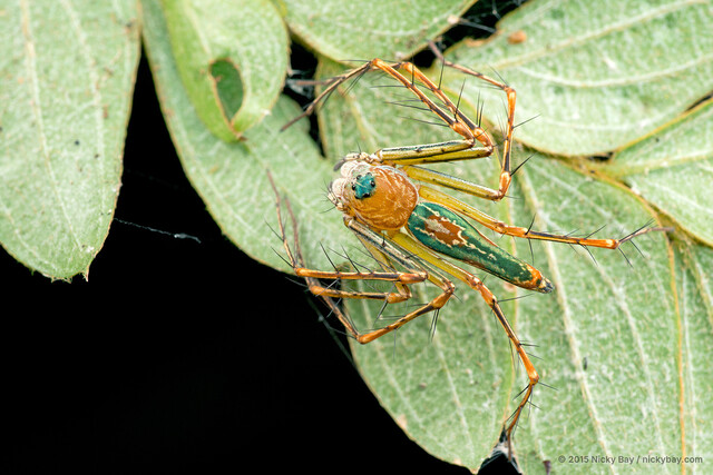 Hamadruas hieroglyphica • © Nicky Bay • All Rights Reserved ♀ Adult Habitus Dorsal