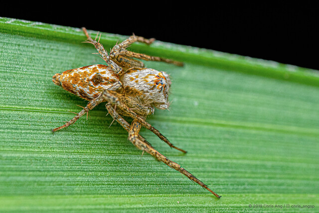 Hamataliwa sp. "Black-spotted Boxy" • © Chris Ang • All Rights Reserved ♀ Adult Habitus Dorsal