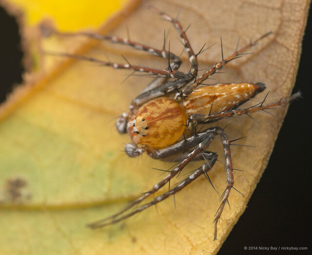 Hamataliwa floreni • © Nicky Bay • All Rights Reserved ♂ Adult Habitus Dorsal