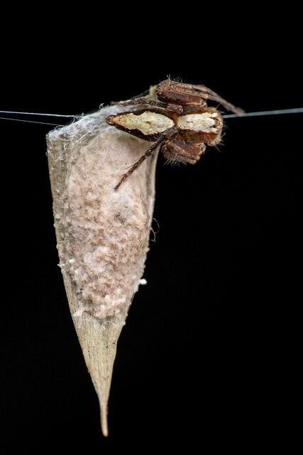 Hamataliwa incompta • © Nicky Bay • All Rights Reserved ♀ Adult Habitus Dorsal Egg(s)/Egg Sac(s)