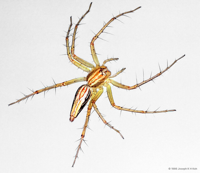 Oxyopes sp. "Boxy Epigyne" • © Joseph K H Koh • All Rights Reserved ♀ Adult Habitus Dorsal