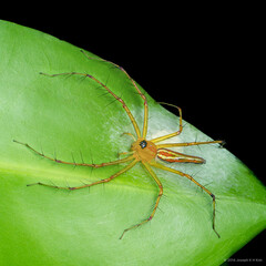 Oxyopes sp. "Mangrove"