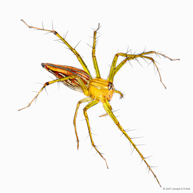 Oxyopes sp. "Swampy Grassland" • © Joseph K H Koh • All Rights Reserved ♀ Adult Habitus Lateral