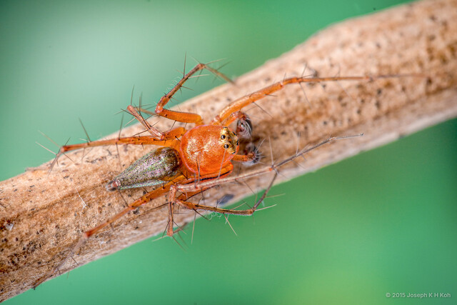 Oxyopes auratus • © Joseph K H Koh • All Rights Reserved ♂ Adult Habitus Dorsal