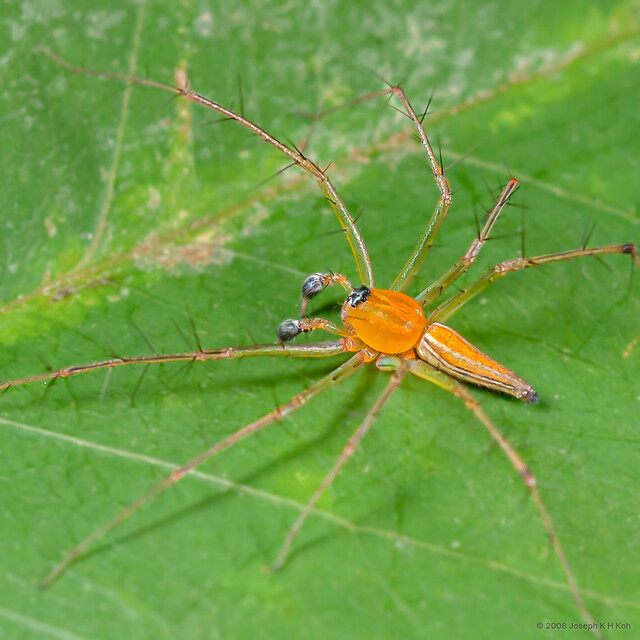 Oxyopes birmanicus • © Joseph K H Koh • All Rights Reserved ♂ Adult Habitus Dorsal