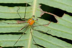 Oxyopes complicatus Tang & Li, 2012