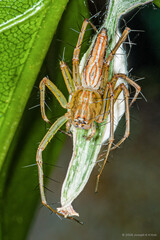 Oxyopes javanus Thorell, 1887