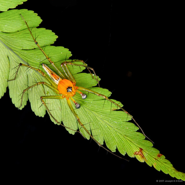 Oxyopes lineatipes • © Joseph K H Koh • All Rights Reserved ♂ Adult Habitus Dorsal