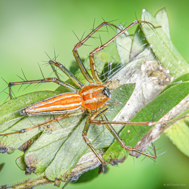 Oxyopes macilentus • © David Court • All Rights Reserved ♀ Adult Habitus Dorsal Egg(s)/Egg Sac(s)