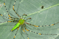 Peucetia latikae Tikader, 1970