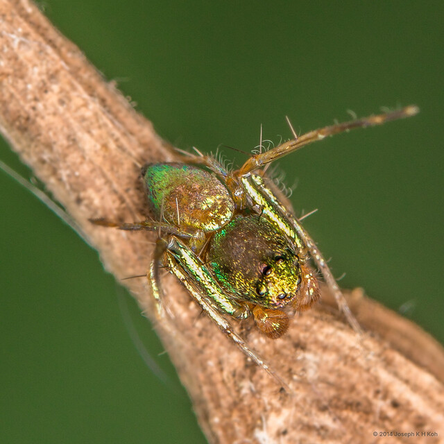 Tapponia micans • © Joseph K H Koh • All Rights Reserved ♂ Adult Habitus Dorsal