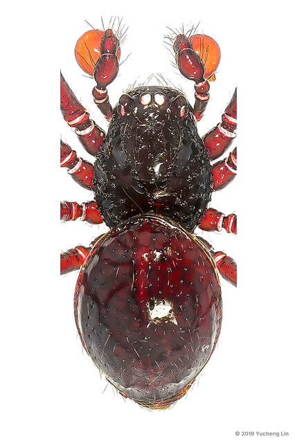Paculla bukittimahensis • © Yucheng Lin • All Rights Reserved ♂ Adult Habitus Dorsal
