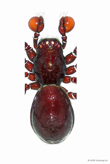 Paculla globosa • © Yucheng Lin • All Rights Reserved ♂ Adult Habitus Dorsal