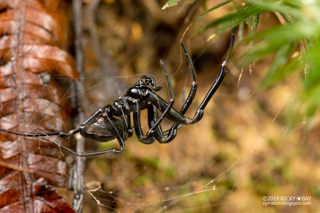 Perania coryne • © Nicky Bay • All Rights Reserved ♂ Adult Habitus Lateral