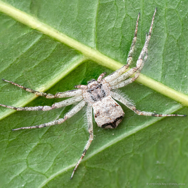 Philodromus sp. "Curly White" • © Chris Ang • All Rights Reserved ♀ Adult Habitus Dorsal