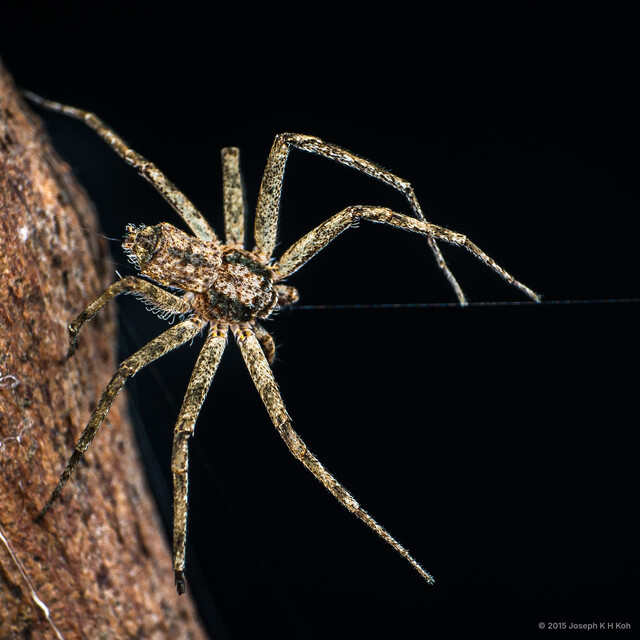Philodromus sp. "Kaleidoscope" • © Joseph K H Koh • All Rights Reserved ♂ Adult Habitus Dorsal