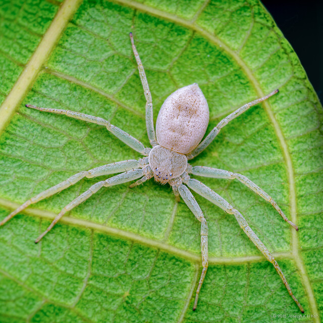 Philodromus sp. "Rotund White" • © Joseph K H Koh • All Rights Reserved ♀ Adult Habitus Dorsal