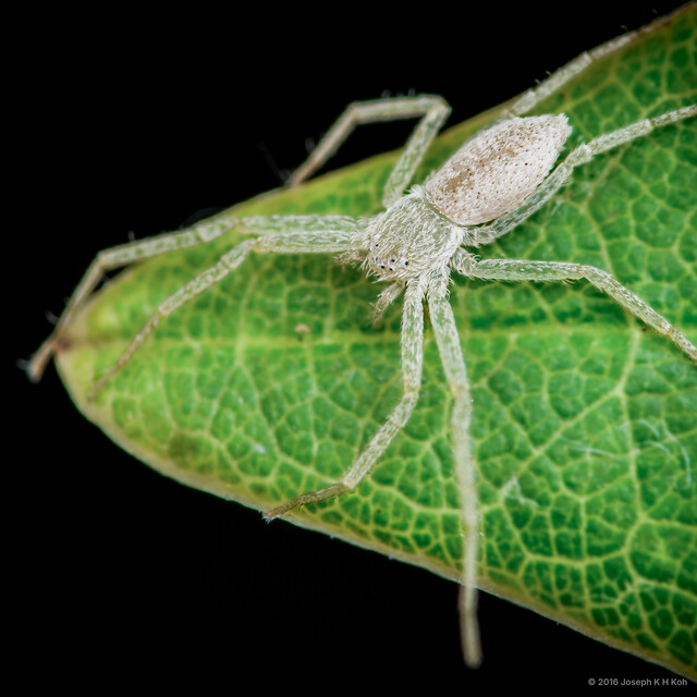 Philodromus sp. "Slender White" • © Joseph K H Koh • All Rights Reserved ♂ Adult Habitus Dorsal