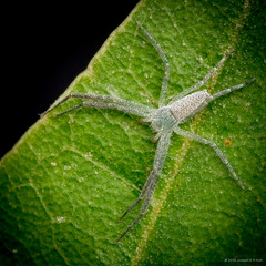 Psellonus sp. "Common White"