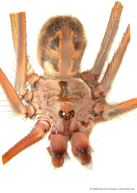 Artema atlanta • © Bernhard Huber • All Rights Reserved ♀ Adult Habitus Dorsal Eyes