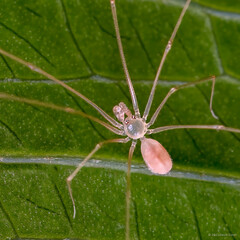 Belisana sp. "Curved-tusked Leaf"