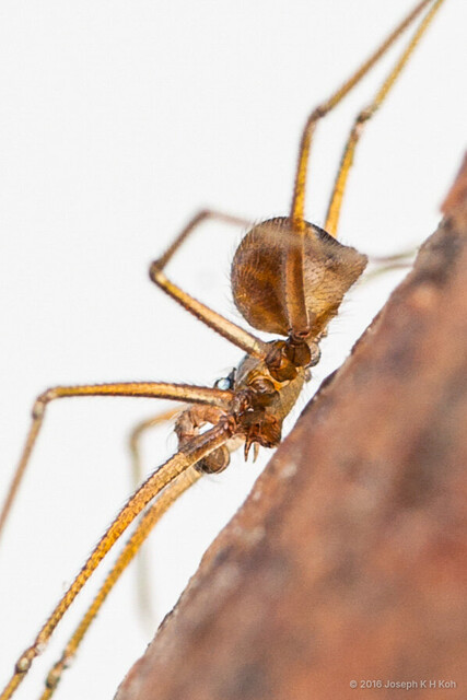 Belisana sp. "Dracula Litter" • © Joseph K H Koh • All Rights Reserved ♂ Adult Habitus Lateral