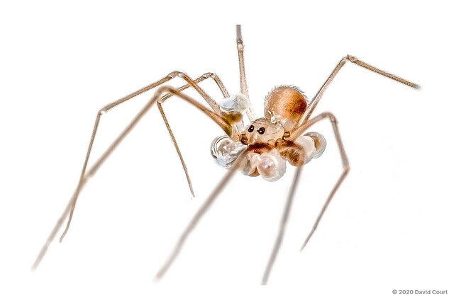 Belisana sp. "Household Tiny" • © David Court • All Rights Reserved ♂ Adult Habitus Dorsal Egg(s)/Egg Sac(s)