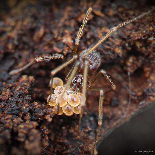 Belisana sp. "Purple" • © James Koh • All Rights Reserved ♀ Adult Habitus Dorsal Egg(s)/Egg Sac(s)