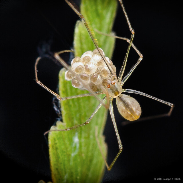 Belisana sp. "Red-eyed" • © Joseph K H Koh • All Rights Reserved ♀ Adult Habitus Dorsal Egg(s)/Egg Sac(s)