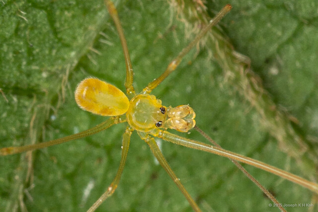 Belisana sp. "Red-patched" • © Joseph K H Koh • All Rights Reserved ♂ Adult Habitus Dorsal