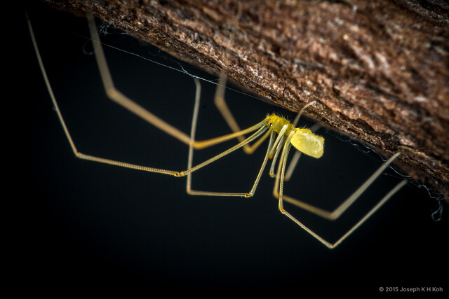 Belisana sp. "Truncated Yellow" • © Joseph K H Koh • All Rights Reserved ♀ Adult Habitus Lateral