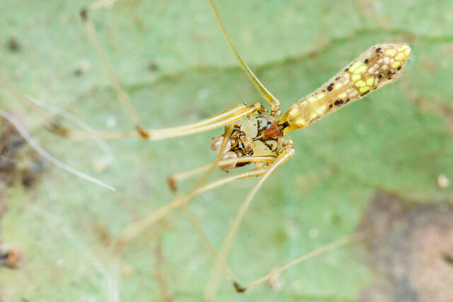 Cantikus ubin • © Nicky Bay • All Rights Reserved ♂ Adult Habitus Dorsal
