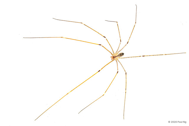 Crossopriza lyoni • © Paul Ng • All Rights Reserved ♂ Adult Habitus Dorsal