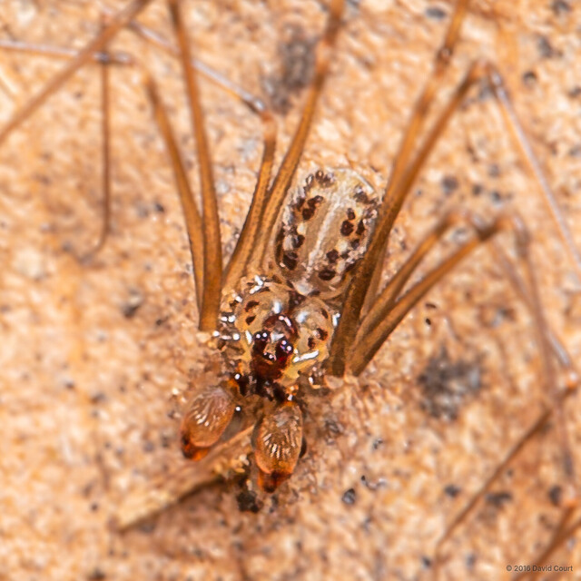 Holocneminus multiguttatus • © David Court • All Rights Reserved ♂ Adult Habitus Dorsal