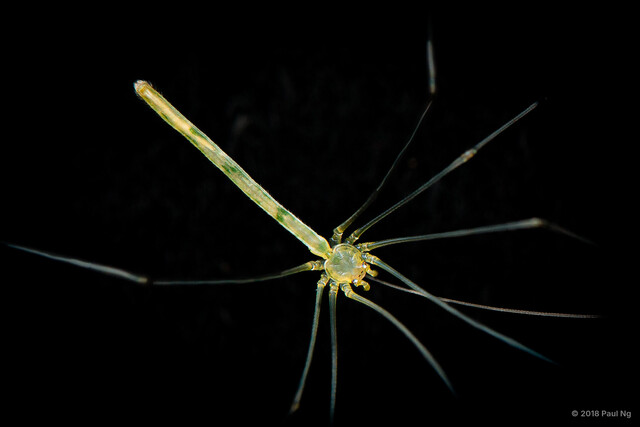 Leptopholcus borneensis • © Paul Ng • All Rights Reserved ♂ Adult Habitus Dorsal