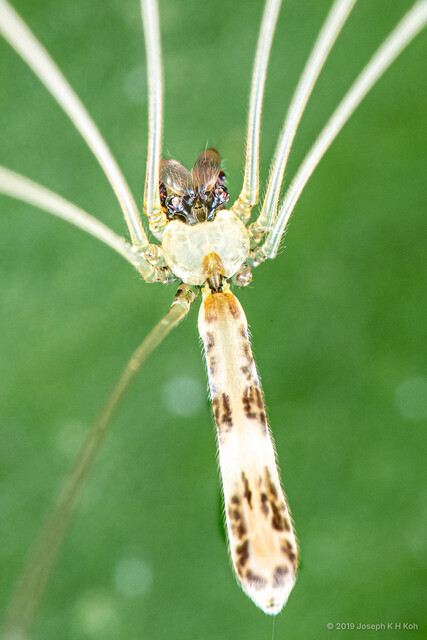 Leptopholcus podophthalmus • © Joseph K H Koh • All Rights Reserved ♂ Adult Habitus Dorsal