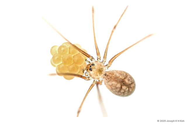 Micropholcus fauroti • © Joseph K H Koh • All Rights Reserved ♀ Adult Habitus Dorsal Egg(s)/Egg Sac(s)