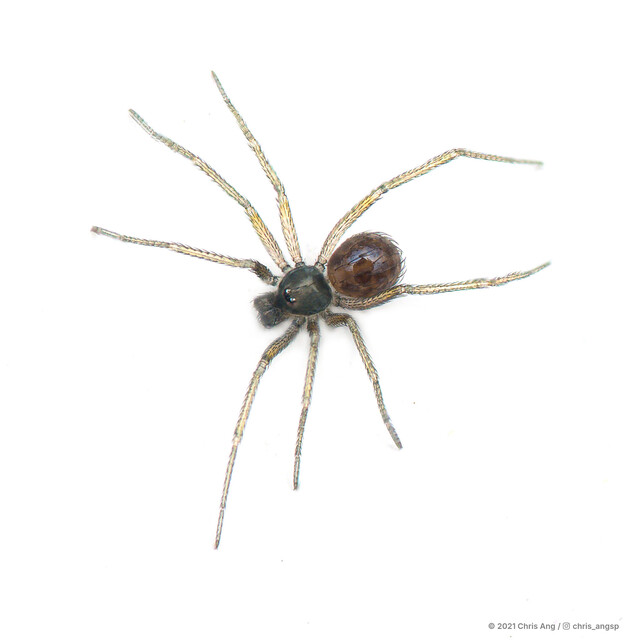 Ninetis sp. "Short-legged House" • © Chris Ang • All Rights Reserved ♂ Adult Habitus Dorsal