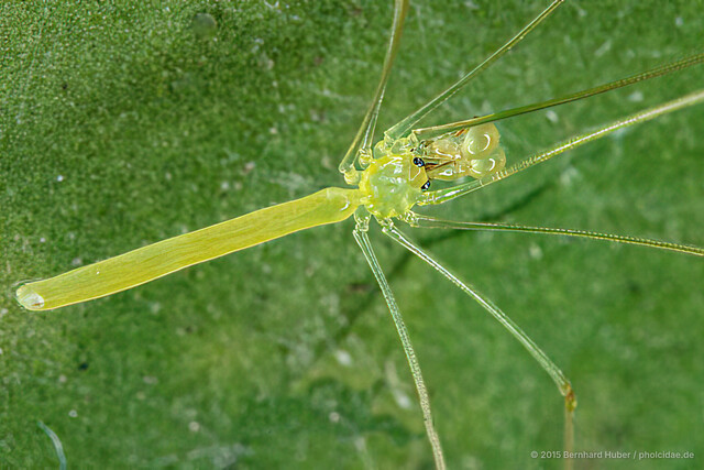 Nipisa anai • © Bernhard Huber • All Rights Reserved ♂ Adult Habitus Dorsal