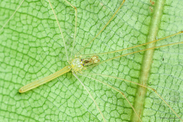 Nipisa phyllicola • © James Koh • All Rights Reserved ♂ Adult Habitus Dorsal